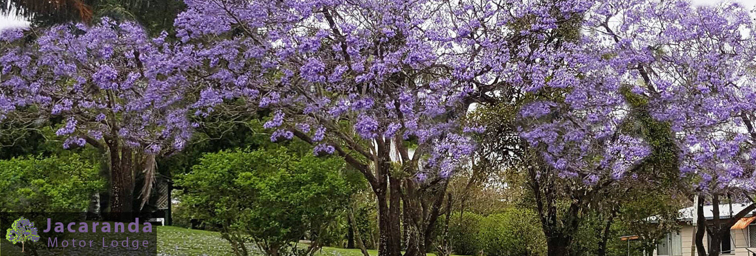 Jacaranda Motor Lodge - Grafton NSW