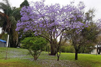 Jacaranda Motor Lodge Grafton NSW